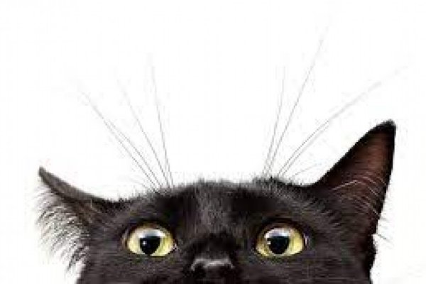 Как попасть на сайт кракен