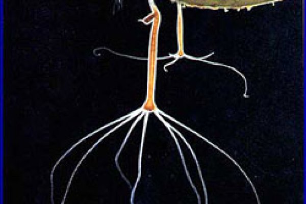 Как зайти на гидру через тор браузер