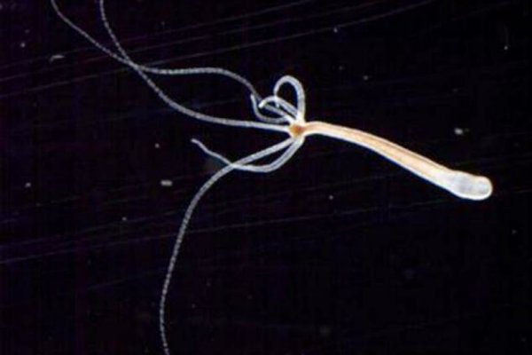 Ссылка на кракен 2krnmarket