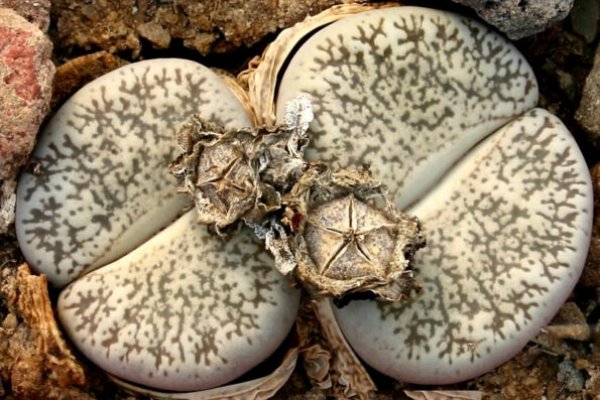 Kra43.at Вход на сайт главная страница